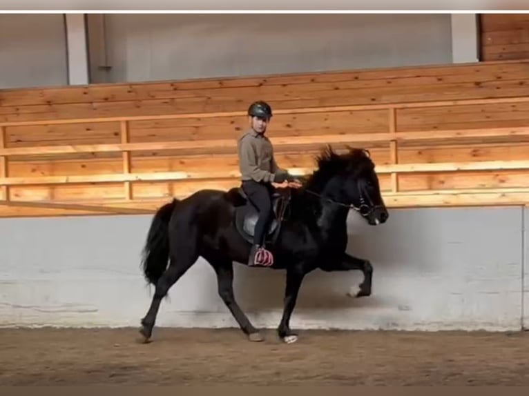 Icelandic Horse Gelding 9 years 14 hh Black in Landsberg am Lech