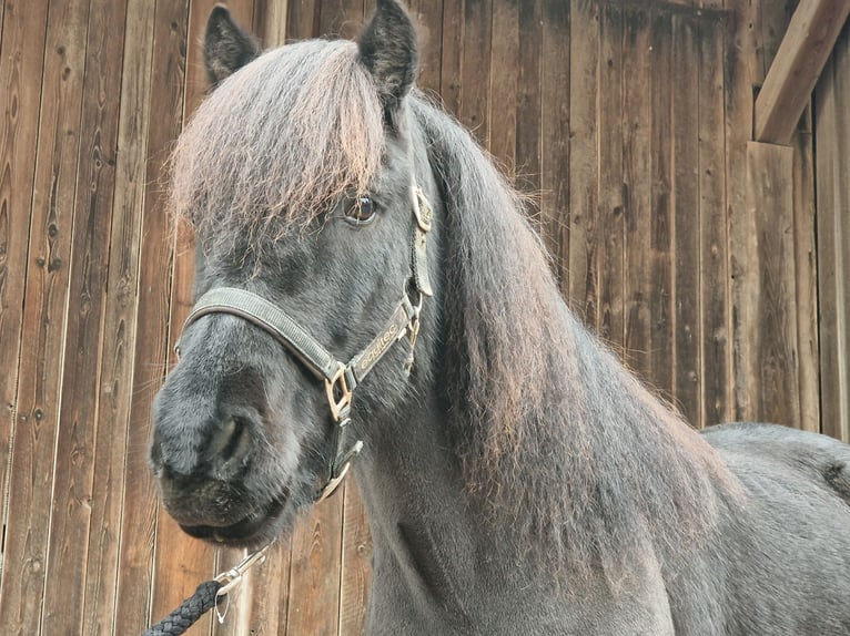 Icelandic Horse Gelding 9 years 14 hh Black in Landsberg am Lech