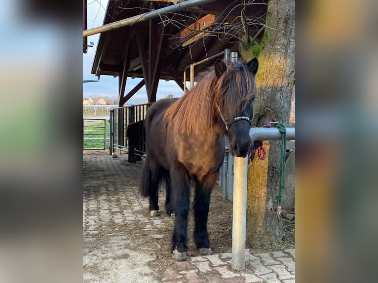 Icelandic Horse Gelding 9 years 14 hh Black in Ravensburg