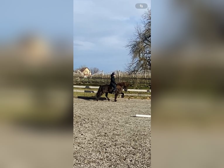 Icelandic Horse Gelding 9 years 14 hh Black in Ravensburg