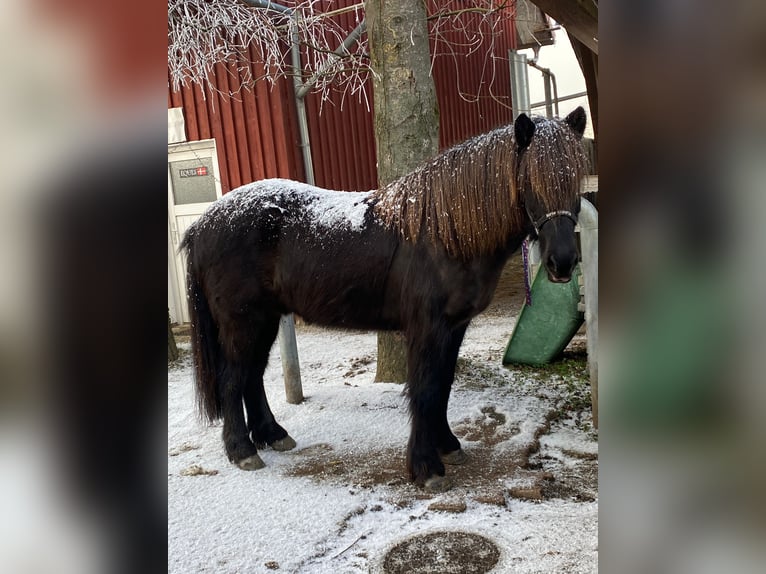 Icelandic Horse Gelding 9 years 14 hh Black in Ravensburg