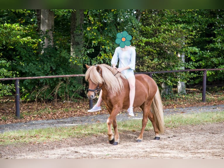 Icelandic Horse Gelding 9 years 14 hh Chestnut-Red in Oersdorf