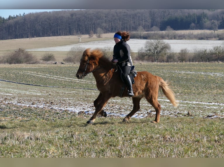 Icelandic Horse Gelding 9 years 14 hh Chestnut-Red in Waldalgesheim