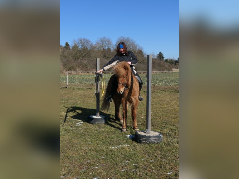 Icelandic Horse Gelding 9 years 14 hh Chestnut-Red in Waldalgesheim