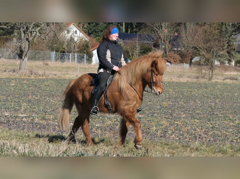 Icelandic Horse Gelding 9 years 14 hh Chestnut-Red in Waldalgesheim