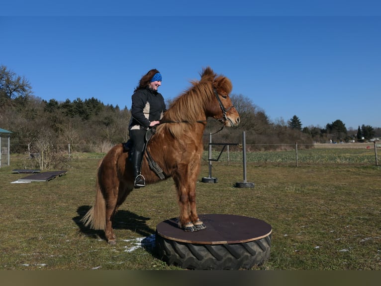 Icelandic Horse Gelding 9 years 14 hh Chestnut-Red in Waldalgesheim