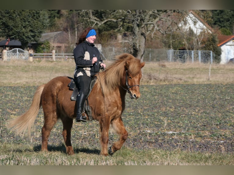 Icelandic Horse Gelding 9 years 14 hh Chestnut-Red in Waldalgesheim