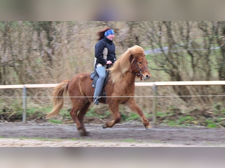 Icelandic Horse Gelding 9 years 14 hh Chestnut-Red in Waldalgesheim