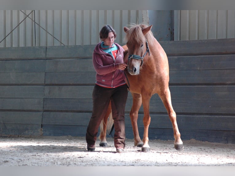 Icelandic Horse Gelding 9 years 14 hh Chestnut-Red in Waldalgesheim