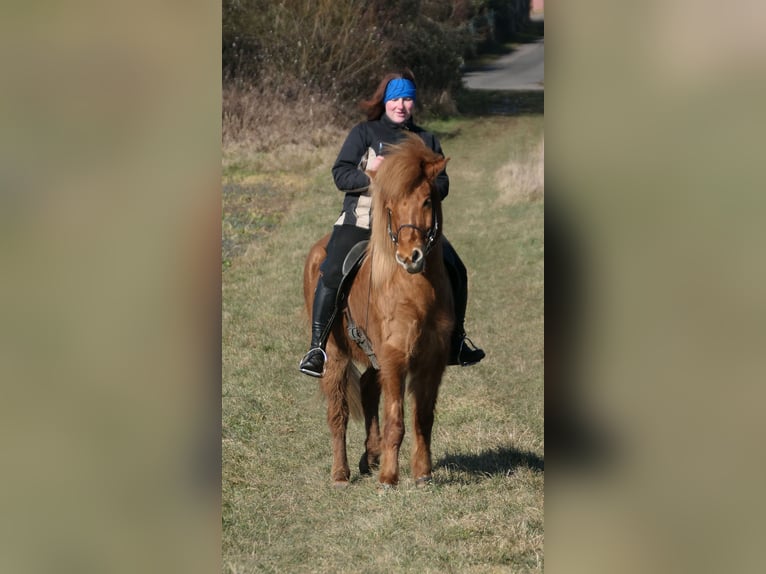 Icelandic Horse Gelding 9 years 14 hh Chestnut-Red in Waldalgesheim