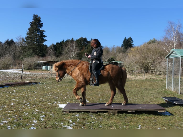 Icelandic Horse Gelding 9 years 14 hh Chestnut-Red in Waldalgesheim