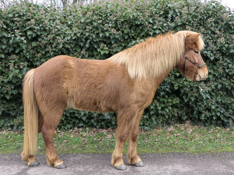 Icelandic Horse Gelding 9 years 14 hh Chestnut-Red in Waldalgesheim