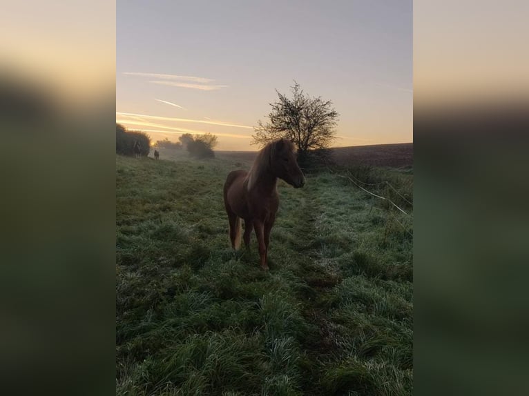 Icelandic Horse Gelding 9 years 14 hh Chestnut-Red in Waldalgesheim