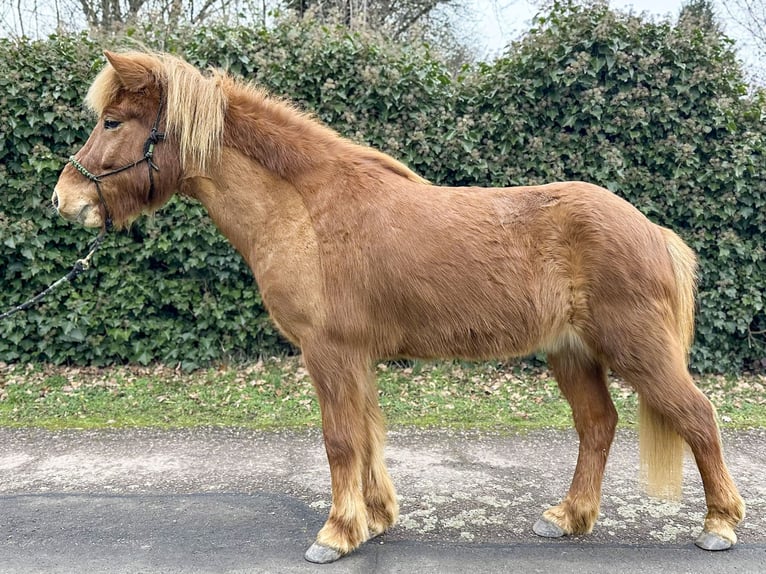 Icelandic Horse Gelding 9 years 14 hh Chestnut-Red in Waldalgesheim