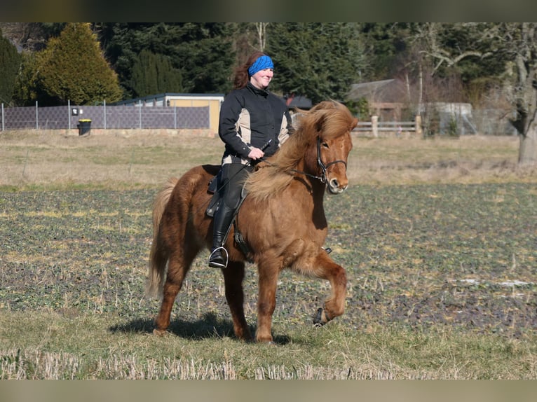 Icelandic Horse Gelding 9 years 14 hh Chestnut-Red in Waldalgesheim