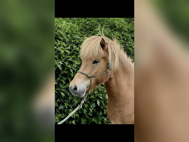 Icelandic Horse Gelding 9 years 14 hh Chestnut-Red in Waldalgesheim