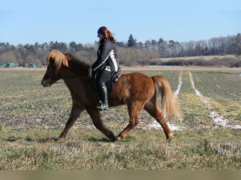 Icelandic Horse Gelding 9 years 14 hh Chestnut-Red in Waldalgesheim