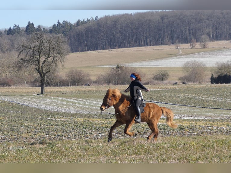 Icelandic Horse Gelding 9 years 14 hh Chestnut-Red in Waldalgesheim