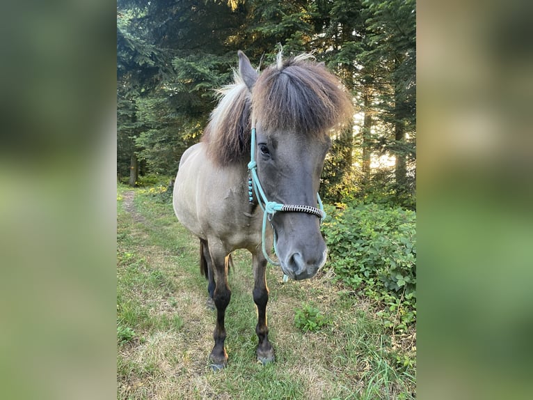 Icelandic Horse Gelding 9 years 14 hh Dun in Werthenstein