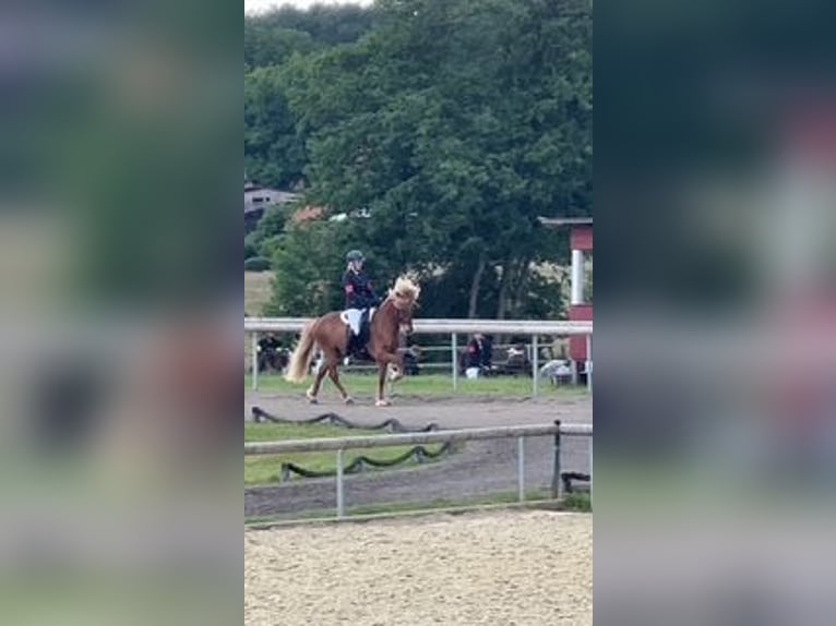 Icelandic Horse Gelding 9 years 14,1 hh Chestnut-Red in Kaltenkirchen