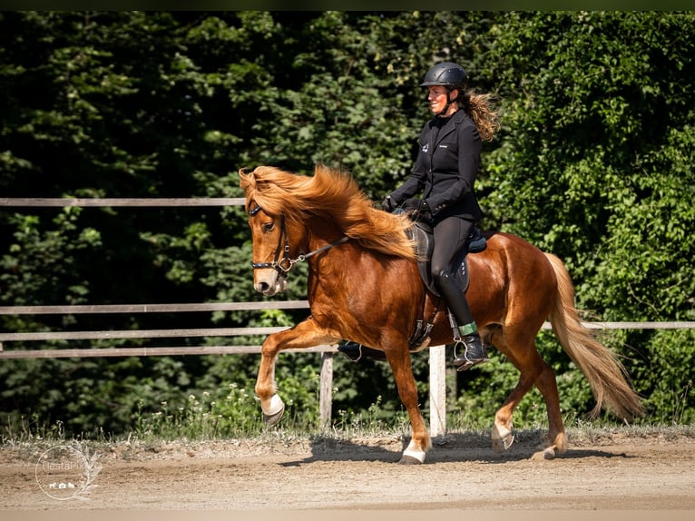 Icelandic Horse Gelding 9 years 14,1 hh Chestnut-Red in Lochen am See