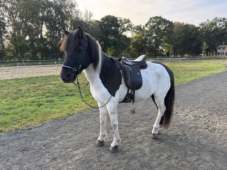 Icelandic Horse Gelding 9 years 14,1 hh Pinto in Schwanewede Icelandic Horse Gelding 9 years 14,1 hh Pinto in Schwanewede