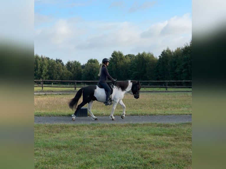 Icelandic Horse Gelding 9 years 14,1 hh Pinto in Schwanewede Icelandic Horse Gelding 9 years 14,1 hh Pinto in Schwanewede