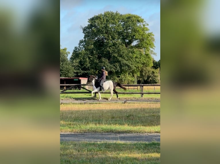 Icelandic Horse Gelding 9 years 14,1 hh Pinto in Schwanewede Icelandic Horse Gelding 9 years 14,1 hh Pinto in Schwanewede