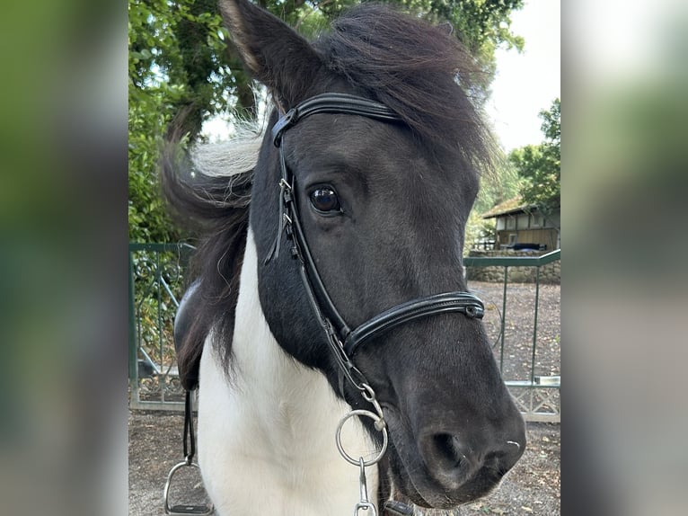 Icelandic Horse Gelding 9 years 14,1 hh Pinto in Schwanewede Icelandic Horse Gelding 9 years 14,1 hh Pinto in Schwanewede