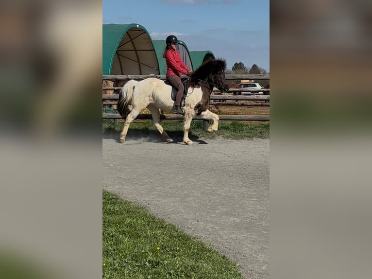 Icelandic Horse Gelding 9 years 14,1 hh Pinto in Euskirchen