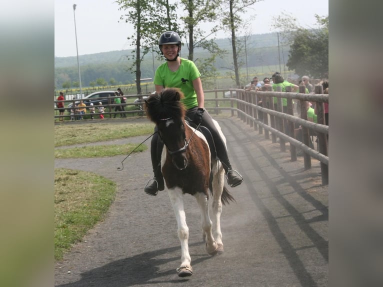 Icelandic Horse Gelding 9 years 14,1 hh Pinto in Euskirchen