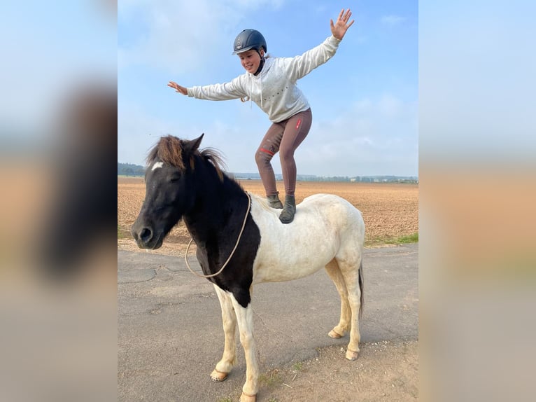 Icelandic Horse Gelding 9 years 14,1 hh Pinto in Euskirchen