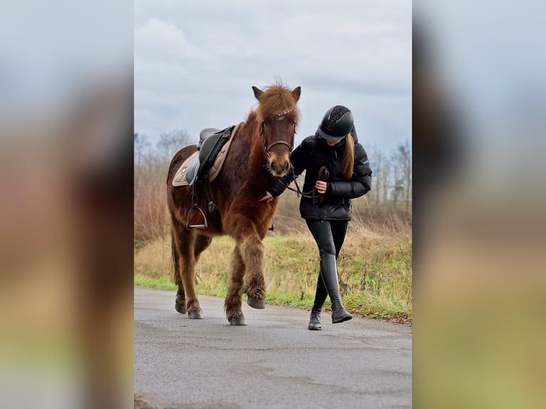 Icelandic Horse Gelding 9 years 14,2 hh Chestnut-Red in Wesel