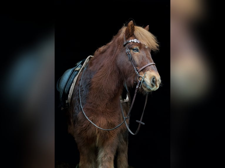 Icelandic Horse Gelding 9 years 14,2 hh Chestnut-Red in Wesel