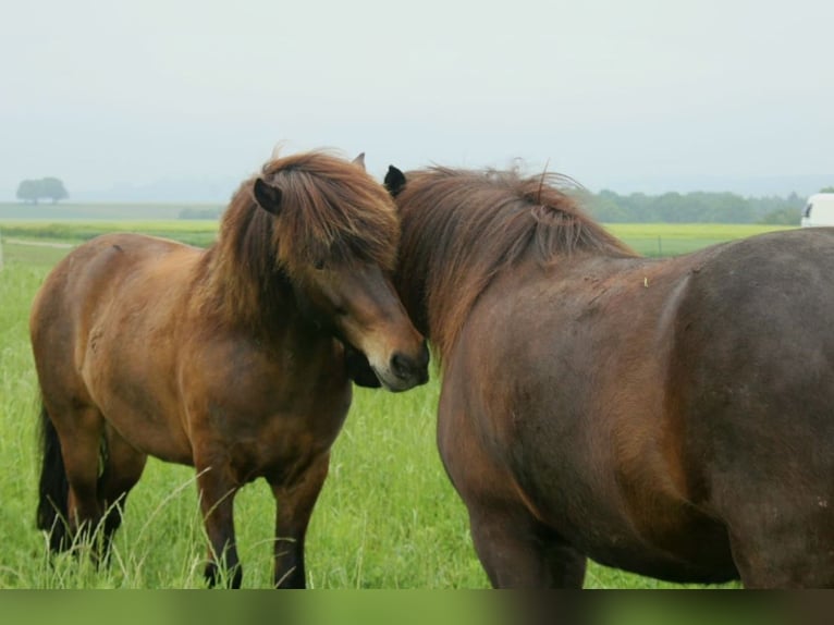 Icelandic Horse Gelding 9 years Bay-Dark in Kehrig