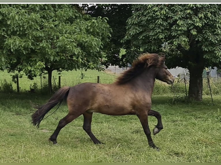 Icelandic Horse Gelding 9 years Bay-Dark in Kehrig