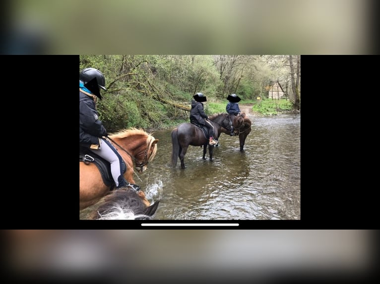 Icelandic Horse Gelding 9 years Bay-Dark in Kehrig