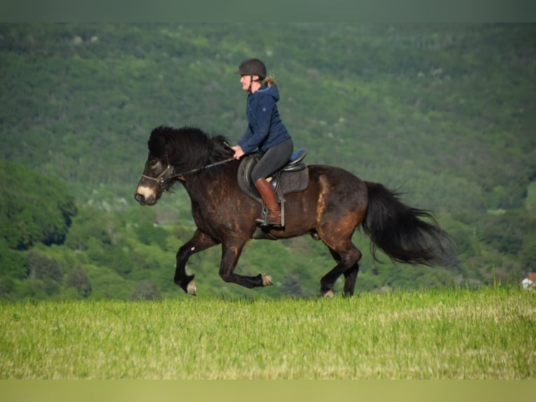 Icelandic Horse Gelding 9 years Brown in Schönborn