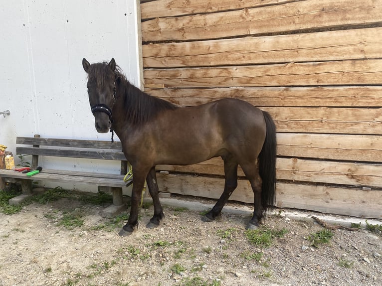Icelandic Horse Gelding 9 years Smoky-Black in Rohrmoos