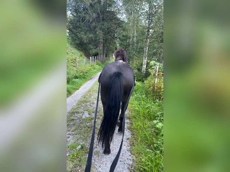 Icelandic Horse Gelding 9 years Smoky-Black in Rohrmoos