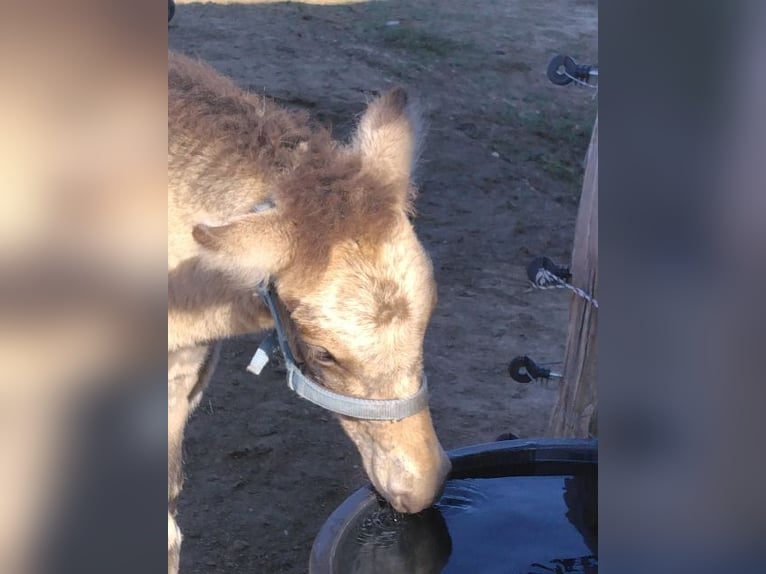 Icelandic Horse Gelding Foal (08/2025) 13,2 hh Dun in Boussac