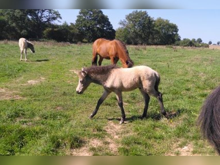 Icelandic Horse Gelding Foal (08/2025) 13,2 hh Dun in Boussac