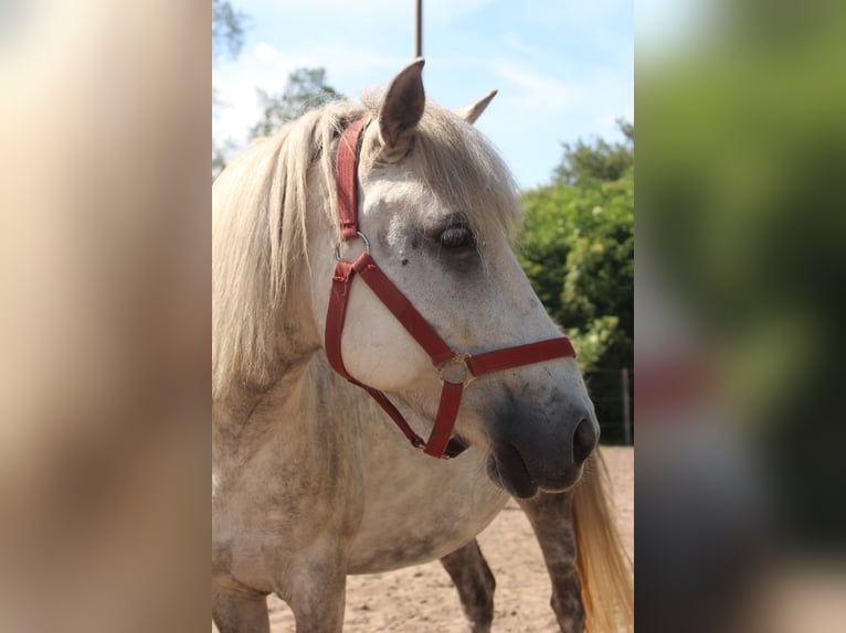 Icelandic Horse Mix Mare 10 years 11,2 hh Gray in Rangsdorf