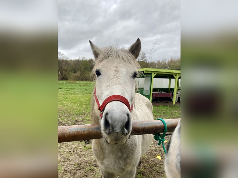 Icelandic Horse Mix Mare 10 years 11,2 hh Gray in Rangsdorf
