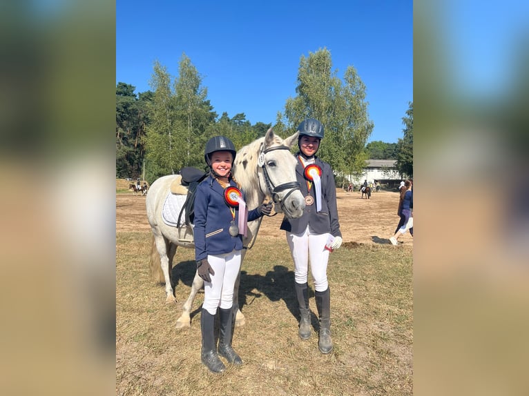 Icelandic Horse Mix Mare 10 years 11,2 hh Gray in Rangsdorf