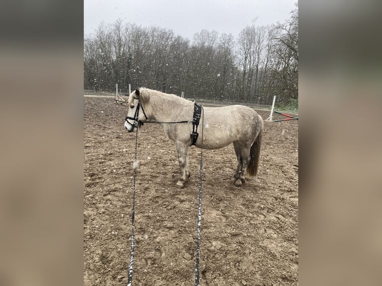 Icelandic Horse Mix Mare 10 years 11,2 hh Gray in Rangsdorf