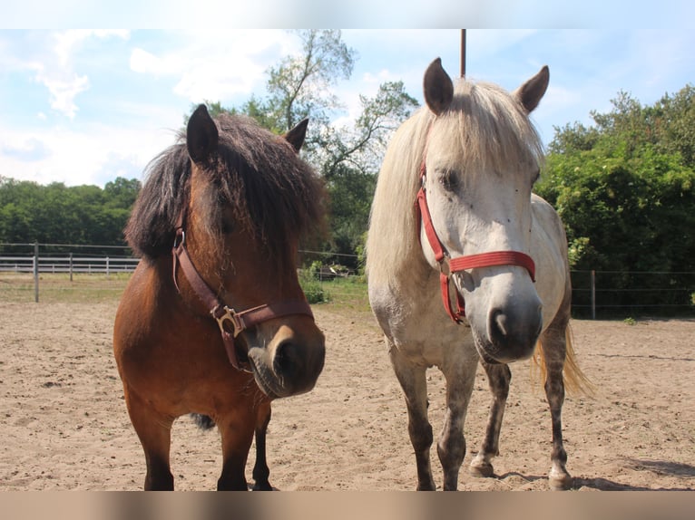 Icelandic Horse Mix Mare 10 years 11,2 hh Gray in Rangsdorf