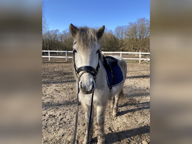 Icelandic Horse Mix Mare 10 years 11,2 hh Gray in Rangsdorf