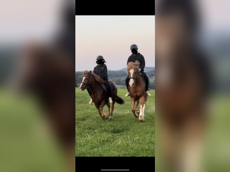 Icelandic Horse Mare 10 years 12.2 hh Chestnut-Red in Attendorn