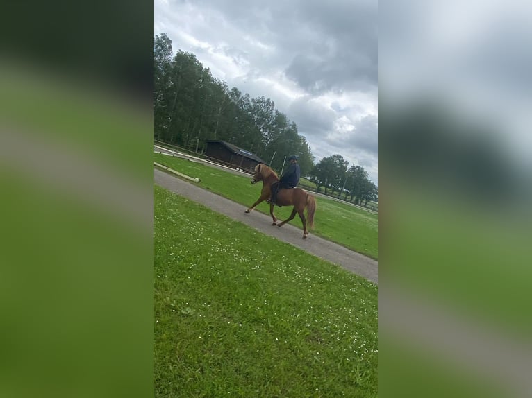 Icelandic Horse Mare 10 years 13,1 hh Chestnut-Red in Nettersheim